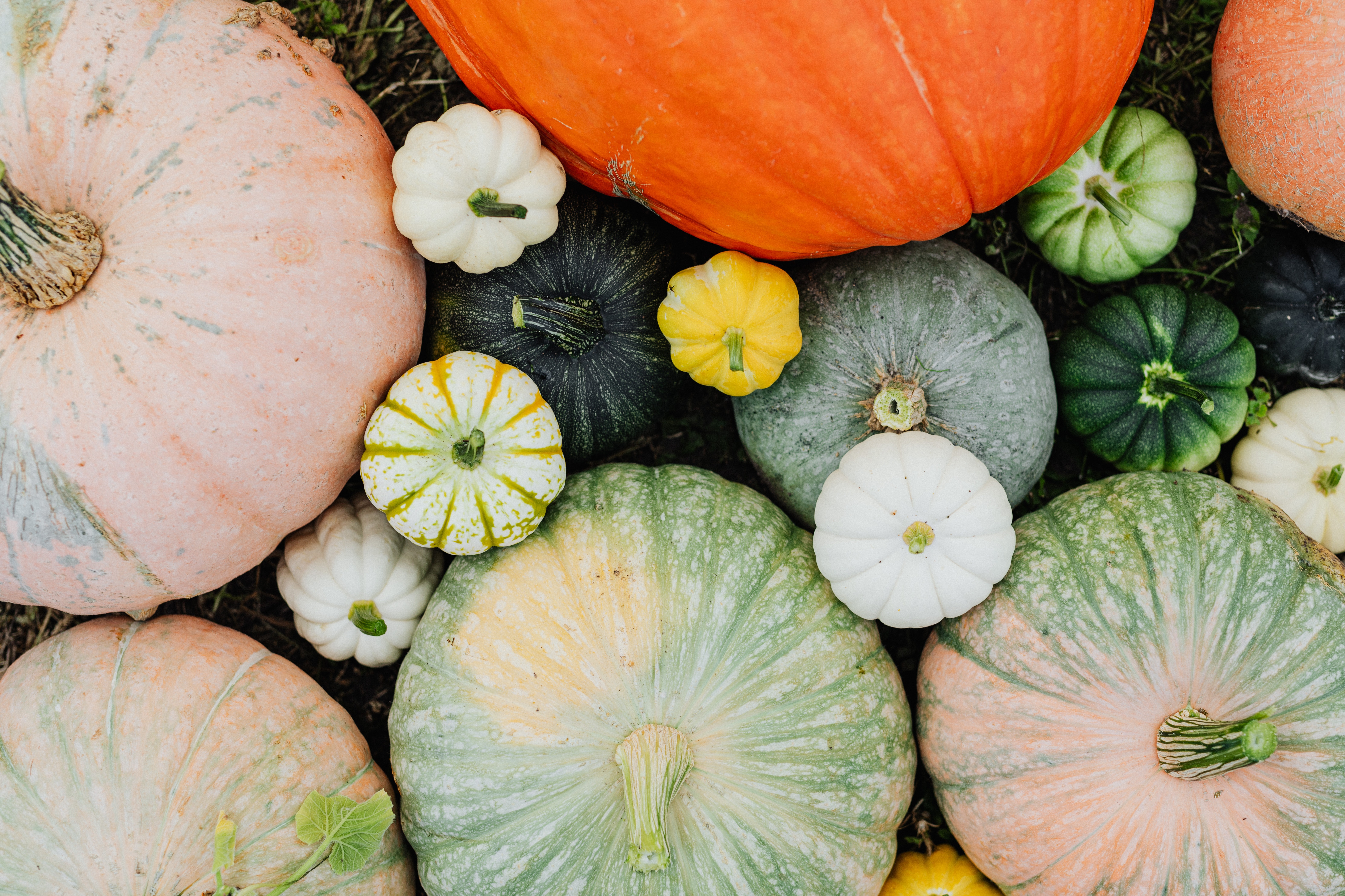 HELLO PUMPKIN.