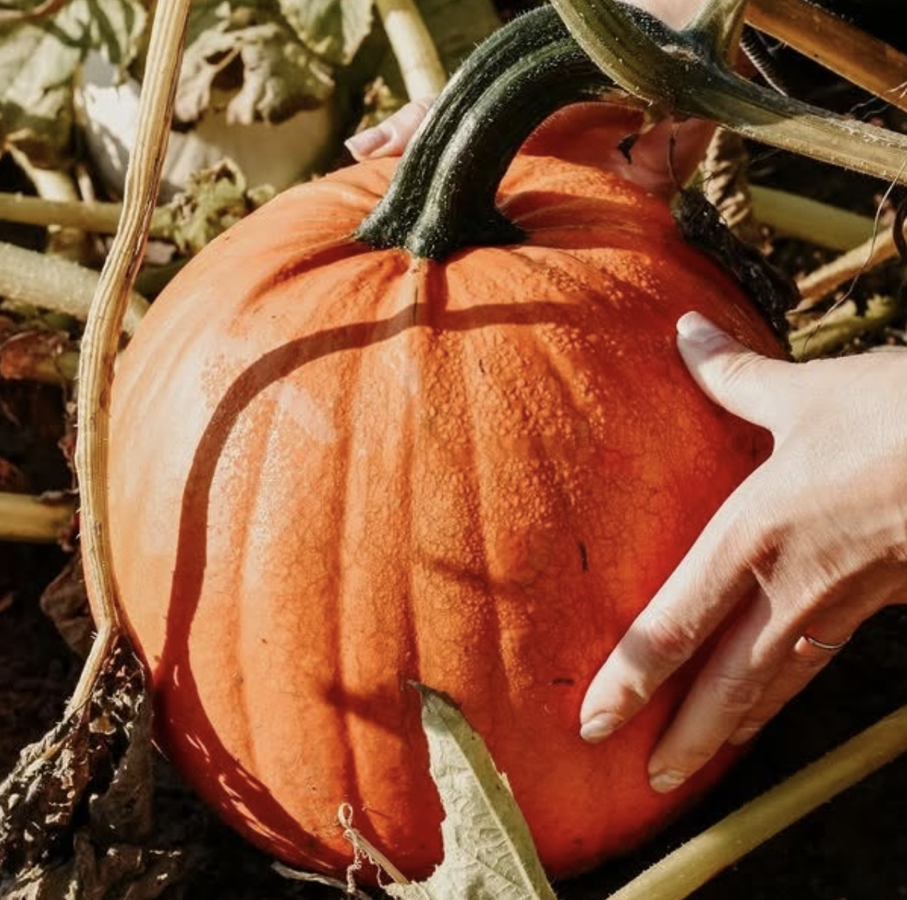 BAB ABOUT TOWNS 2025 GUIDE TO CELEBRATING HALLOWEEN IN BIRMINGHAM.